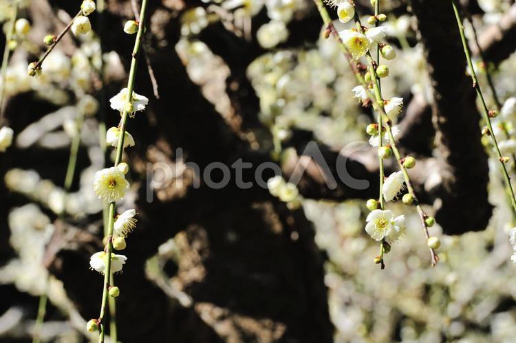 梅の花 梅,ウメ,植物の写真素材