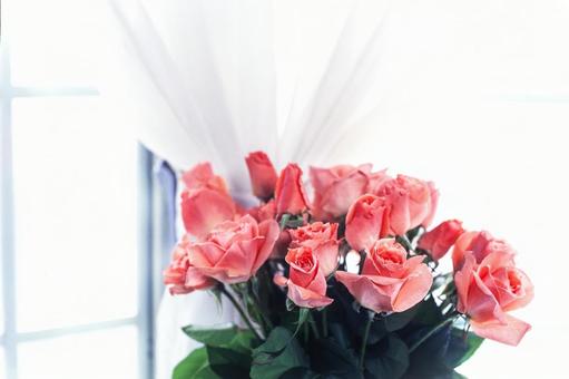 Photo, roses, flower, red, 