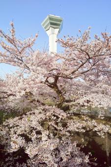 五稜郭タワーと桜 五稜郭タワーと桜の写真
