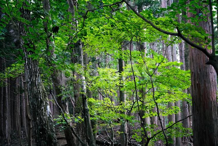 森の中に差し込む光 グリーン,木,自然の写真素材