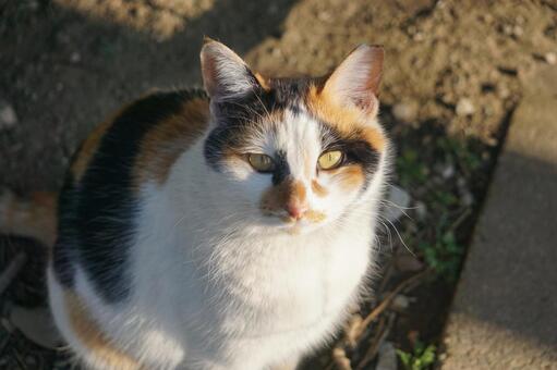 ねこ ねこの写真