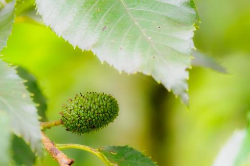 オオバヤシャブシの実⑶の写真