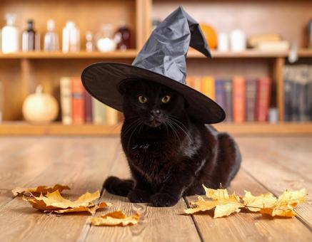 魔女の猫の写真