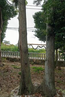 パワースポット　市杵島姫神社㉛　夫婦杉 兵庫県宝塚市,市杵島姫神社,弁財天の写真素材