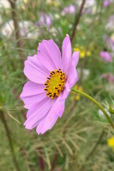 コスモス コスモスの写真