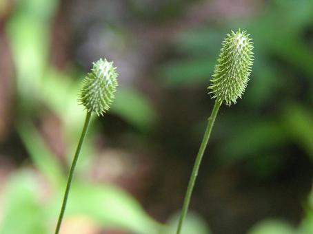アネモネ・ムルチフィダの写真