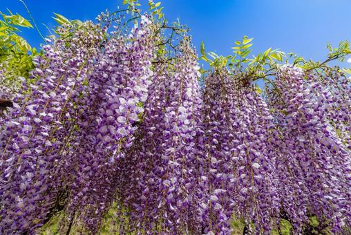 Photo, rattan, wisteria trellis, flower, 