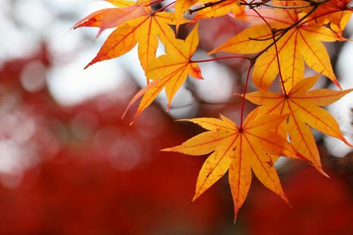 京都南禅寺周辺の美しい紅葉 1 京都南禅寺周辺の美しい紅葉 1 紅葉,赤,京都の写真素材