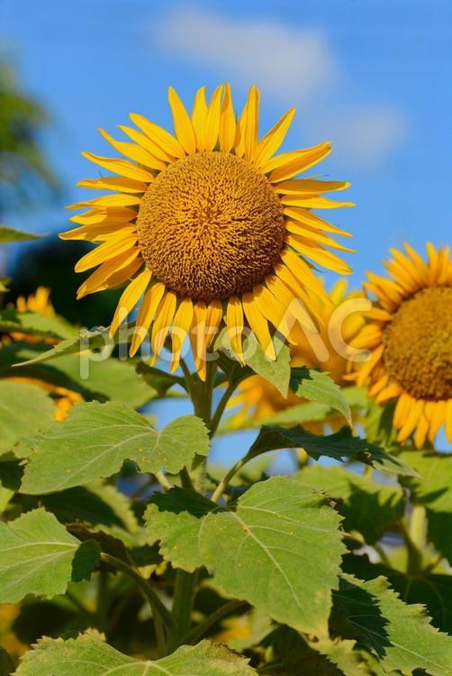 真夏の太陽のようなひまわり ひまわり,向日葵,自然の写真素材