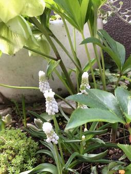 白いムスカリの花とクリスマスローズ ムスカリ,クリスマスローズ,白の写真素材