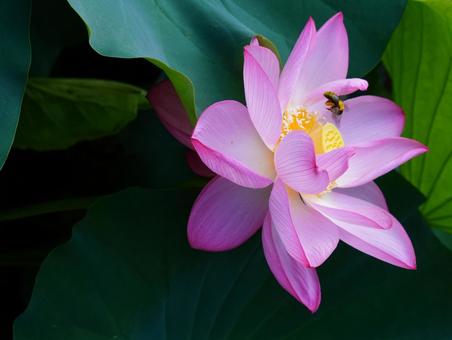 ハスの花【極楽浄土】 ハスの花【極楽浄土】 ハス,蓮,ハスの花の写真素材