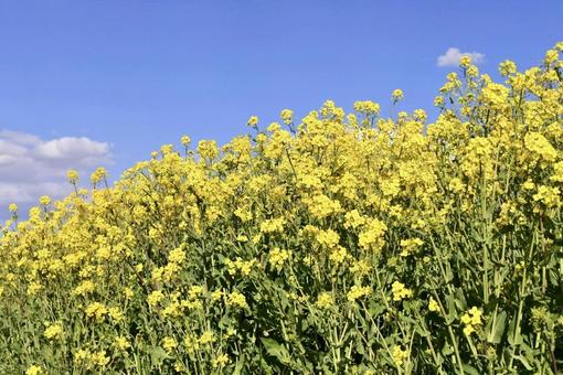 菜の花 菜の花の写真