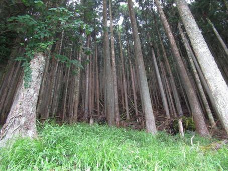 天川村の杉 天川村の杉 杉林,木材,バイオマスの写真素材