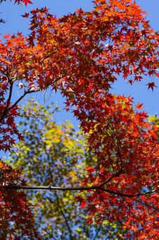 赤と緑の紅葉 紅葉,もみじ,真っ赤の写真素材