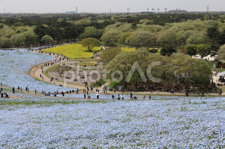 ひたち海浜公園のネモフィラ ネモフィラ,春の訪れ,春の写真素材