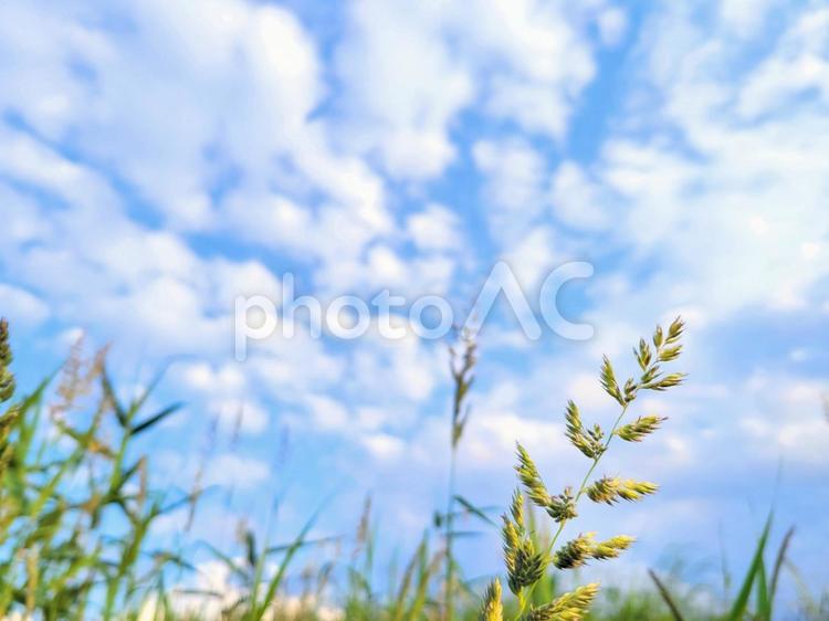 見上げる空　流れる雲 カモガヤ,空,曇の写真素材