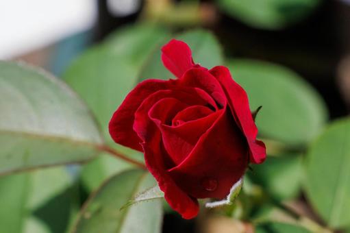 咲き始めた小さな赤いバラの写真