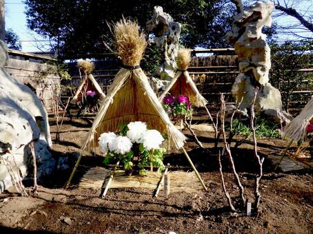 鶴岡八幡宮・1月下旬のぼたん園風景その2 ぼたん,花,植物の写真素材