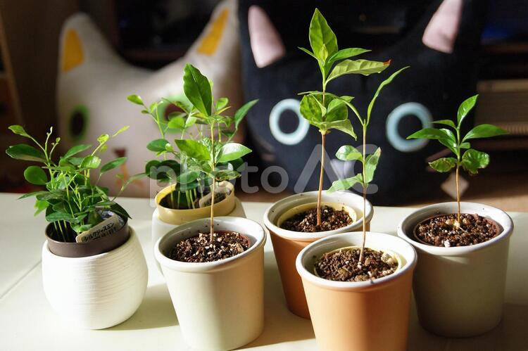 ミニ観葉1 観葉植物,ミニサイズ,スモールの写真素材
