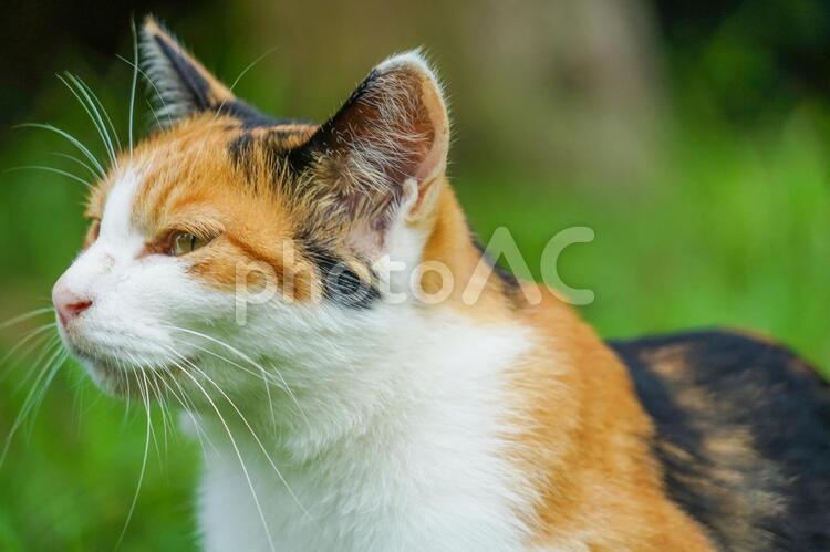 草原に佇む三毛猫 三毛猫,猫,草原の写真素材
