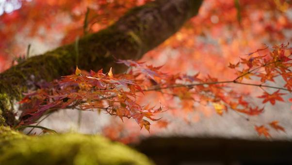 紅葉 紅葉の写真