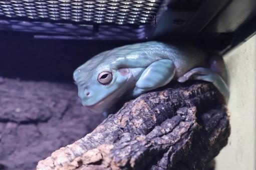Photo, yea mega frog, a frog, frog, 