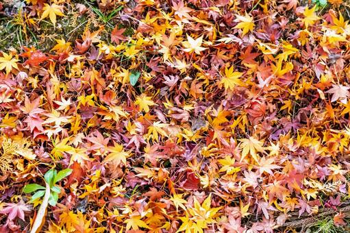 紅葉した落ち葉 紅葉した落ち葉の写真