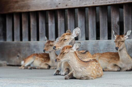 奈良公園の鹿さん6 鹿,奈良公園,東大寺の写真素材