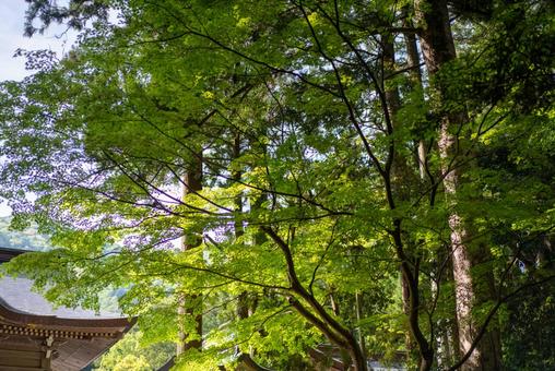 新緑の輝きと古刹の屋根 新緑,若葉,緑の写真素材