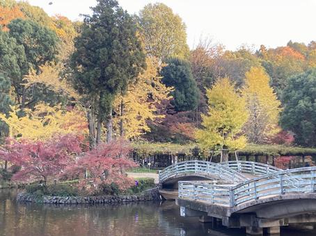 薬師池公園 紅葉1 薬師池公園 紅葉1 紅葉,公園,橋の写真素材