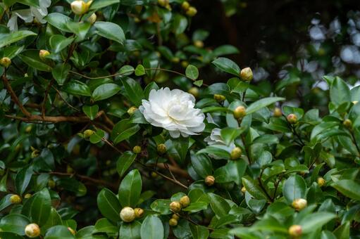 白い椿 椿,白,花の写真素材