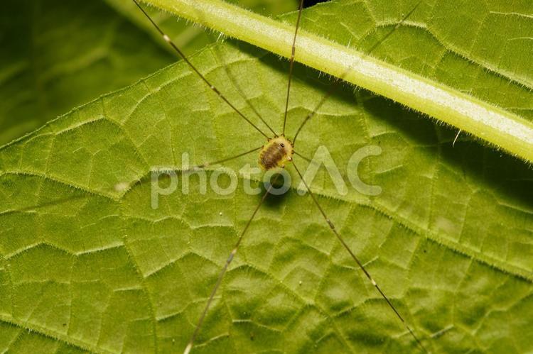 葉の裏の足の長いザトウムシ 昆虫,虫,自然の写真素材