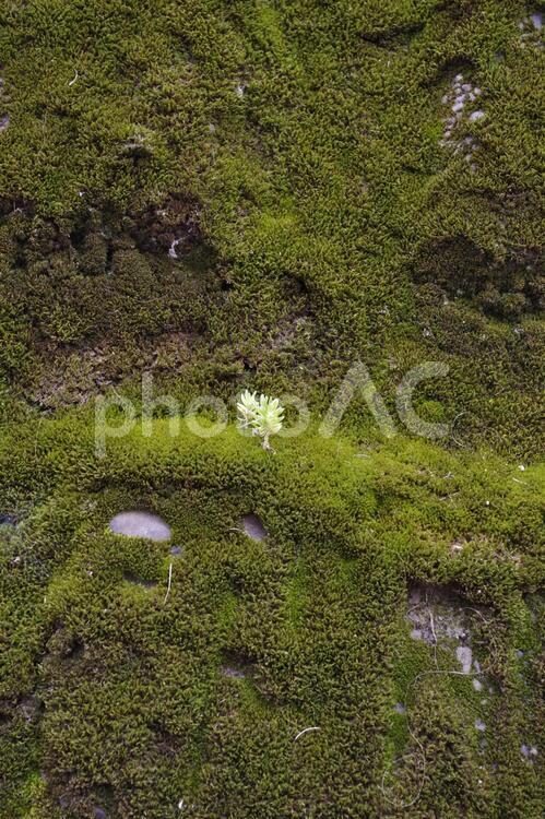 苔の壁 こけ,みどり,コケの写真素材