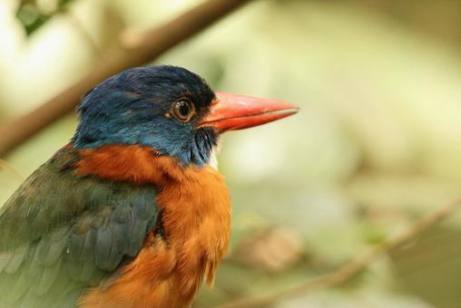 チャバラショウビン チャバラショウビン チャバラショウビン,翡翠,野鳥の写真素材