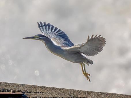 水辺を飛ぶササゴイ 水辺を飛ぶササゴイの写真