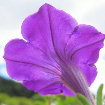 ペチュニア ペチュニアの写真