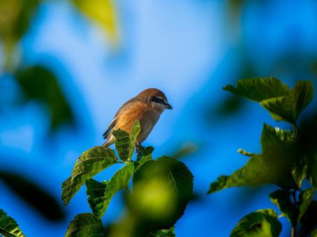 枝にとまるモズ・百舌鳥 モズ,百舌鳥,野鳥の写真素材