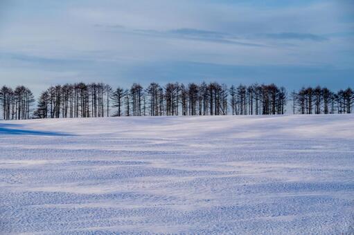 風紋と青い陰影、凍りついた広大な雪原 樹木,冬,雪原の写真素材