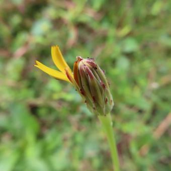 ブタナ(豚菜) ブタナ(豚菜) ブタナ,豚菜,花の写真素材