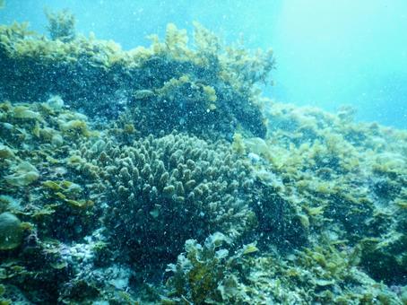 海中写真 海中写真 ダイビング,海中,海の写真素材