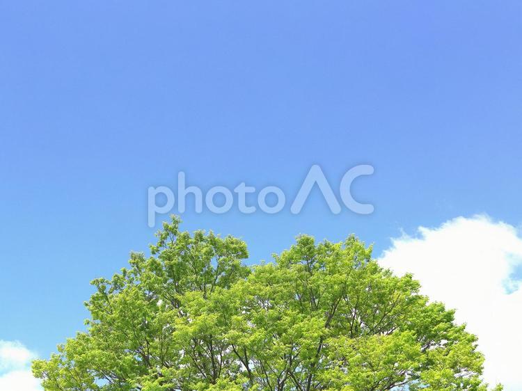 新緑のケヤキ　欅　 新緑,若葉,ケヤキの写真素材