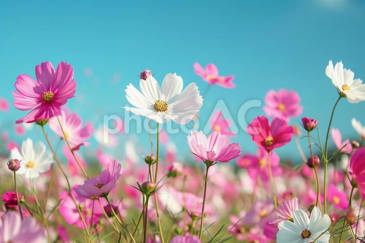 秋の自然を彩る満開のコスモスの写真 コスモス,花,青空の写真素材