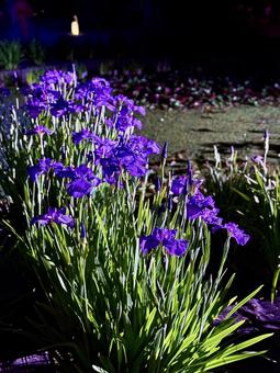Horikiri Iris Garden at night Illuminated irises, JPG