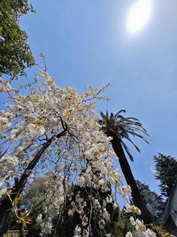 しだれ桜と快晴 しだれ桜と快晴の写真