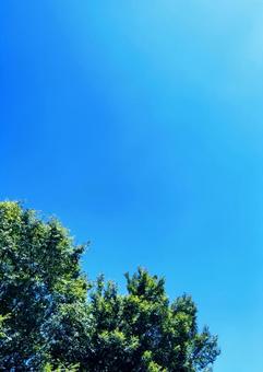 青空と木 青空と木の写真