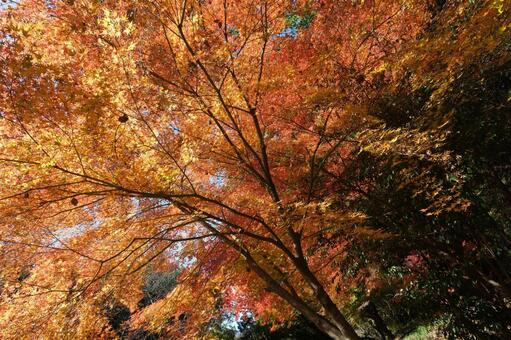 秋深い紅葉で彩られる森 紅葉,秋のイメージ,森の写真素材