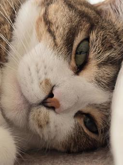 猫 アップ 猫 アップの写真