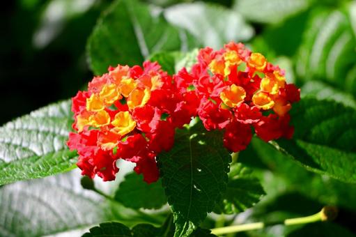 Photo, lantana, red flower, court, 