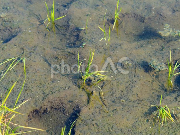 苗が植えられた田んぼの風景 苗,田んぼ,田植えの写真素材