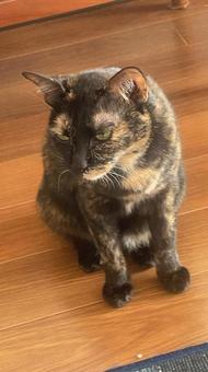 怒った猫 怒った猫 ねこ,さび猫,怒り顔の写真素材